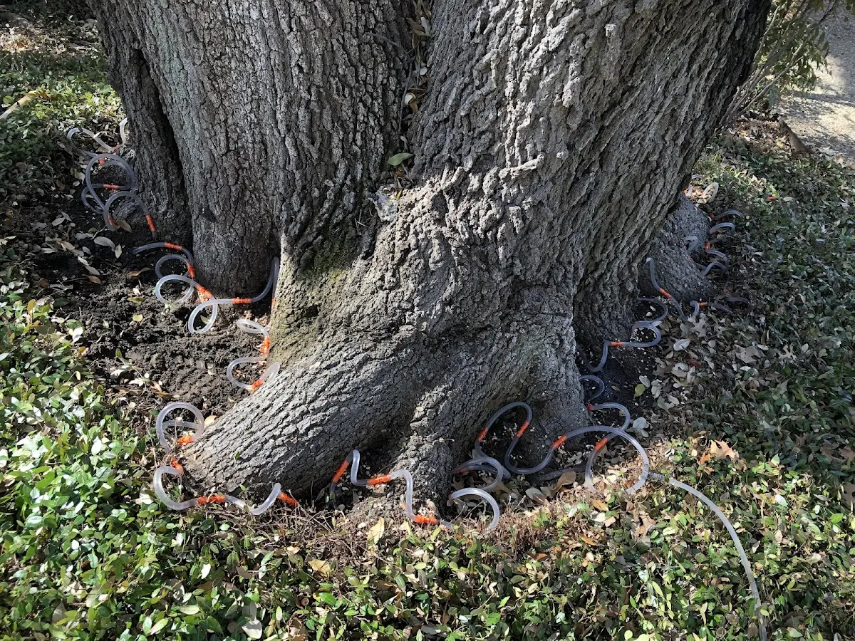 Detailed Shrub and Hedge Trimming job site in Teague