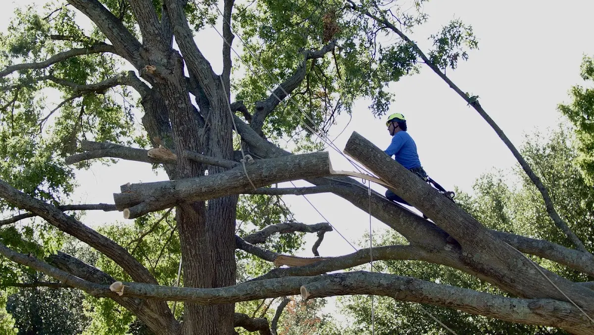 Professional Crown Thinning performed by certified arborists in Teague